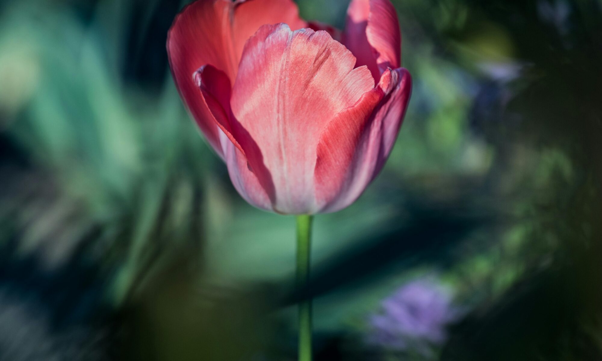 tulipan, piękno, nadzieja